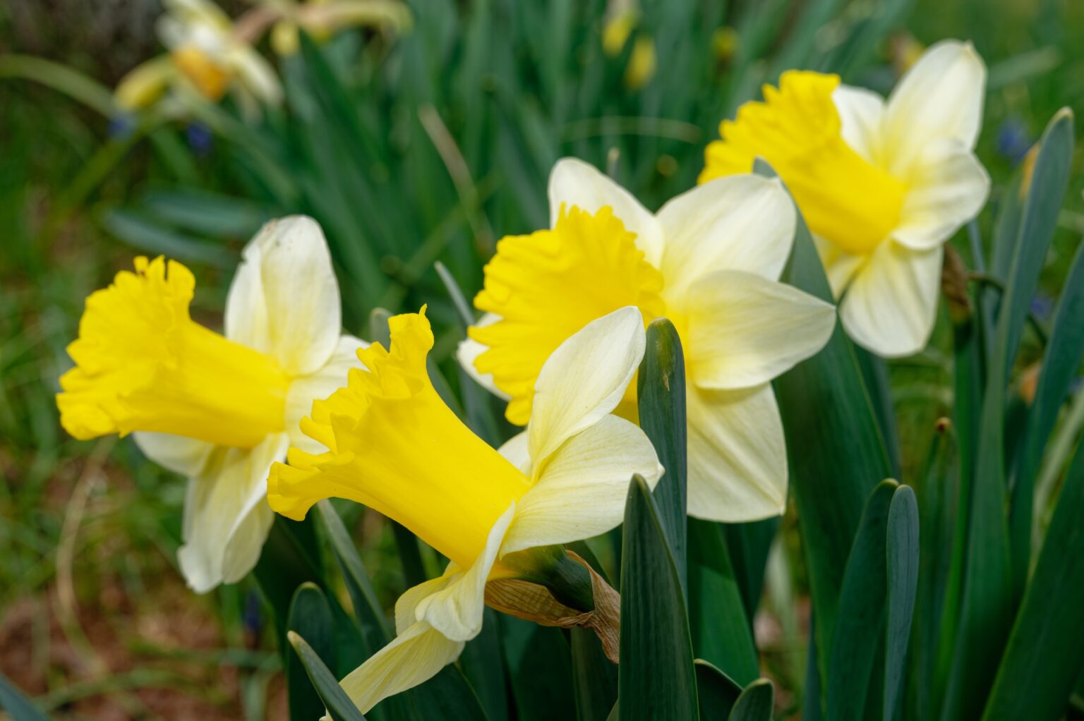 10 Types of Trumpet Daffodils - A-Z Animals