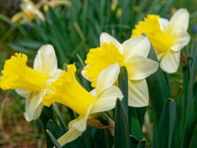 A The 5 Most Popular Types Of Daffodils