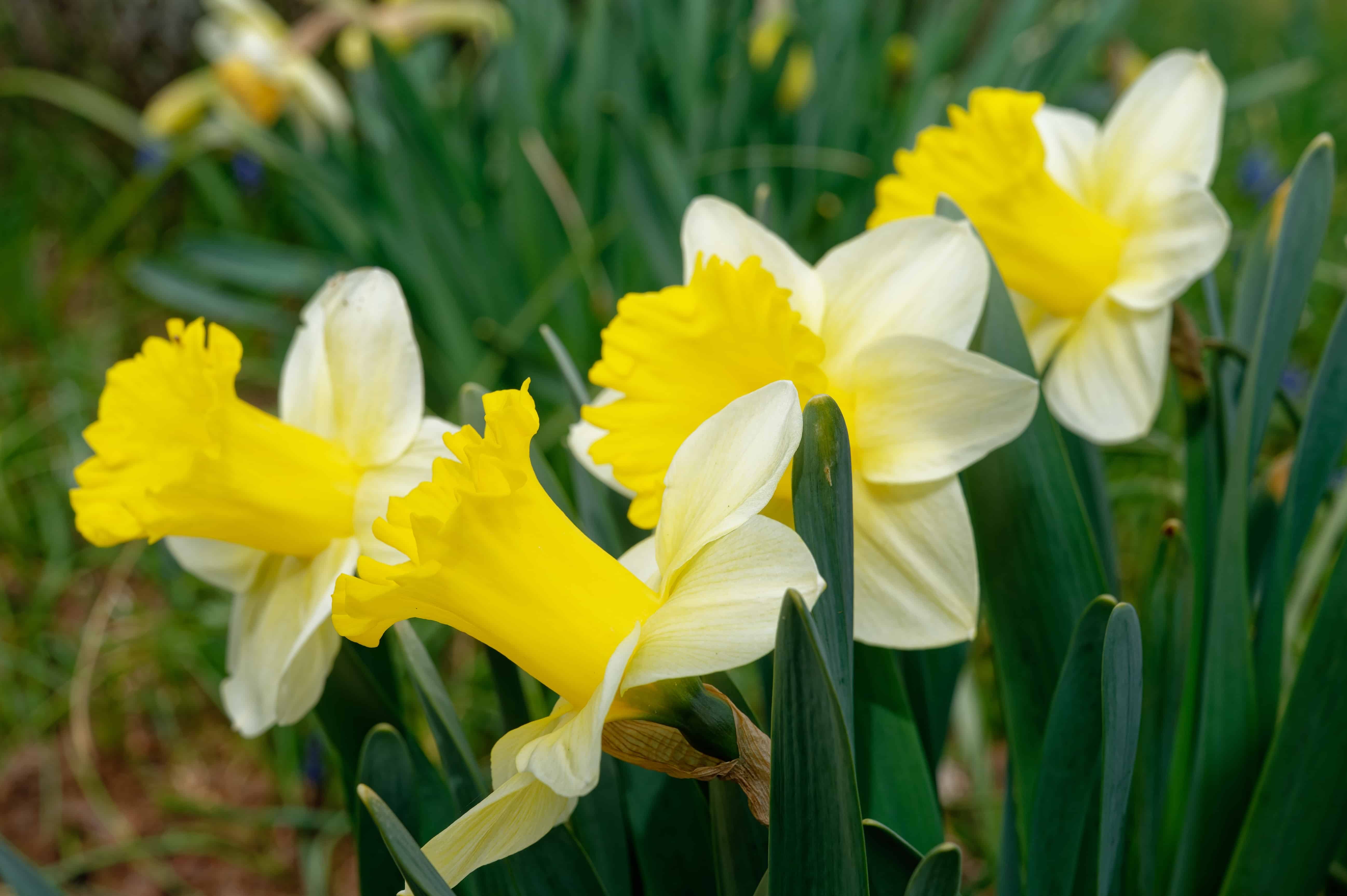 'Goblet' Trumpet Daffodil