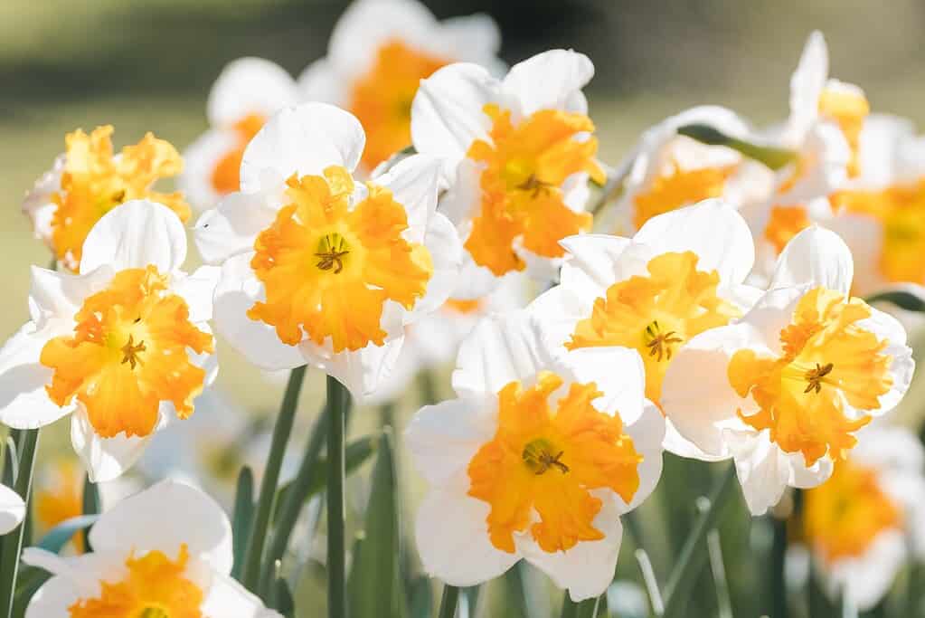 'Orangery' Split-Cupped Collar Daffodils