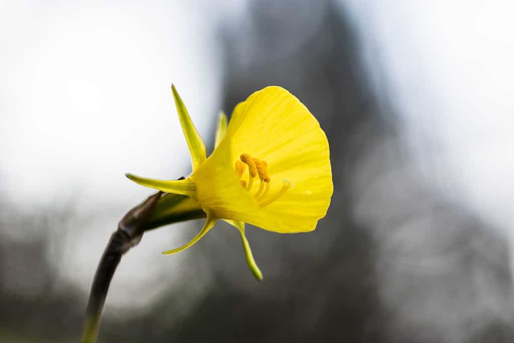 Yellow Bulbocodium Daffodil
