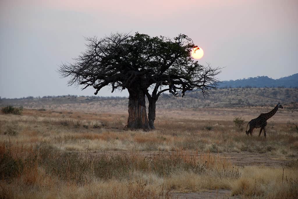 One day of safari in Tanzania - Africa - Giraffe at sunset