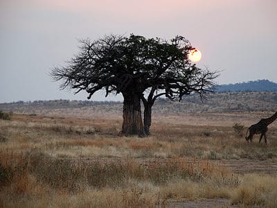 A 10 Incredible Trees Native to Madagascar