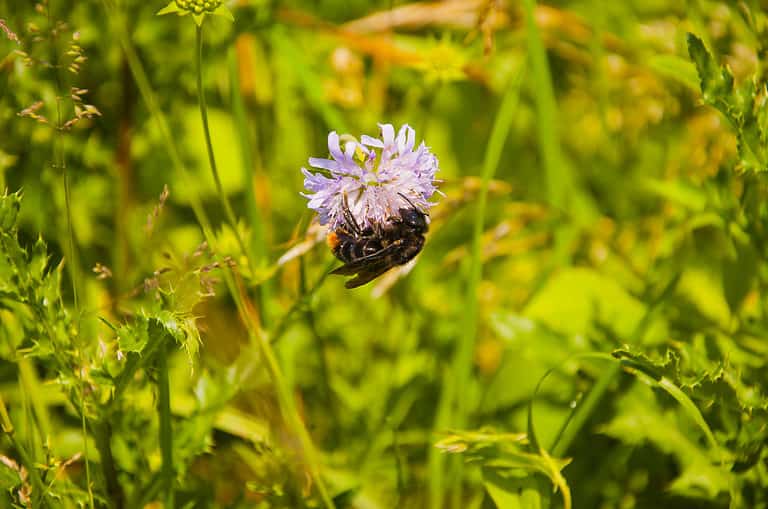 Bombus rupestris , the red-tailed cuckoo bumblebee is visible center frame, hovering over a lavender colored flower I'm =na sea of green, The cuckoo bee is mostly black/brown with an orange tail.