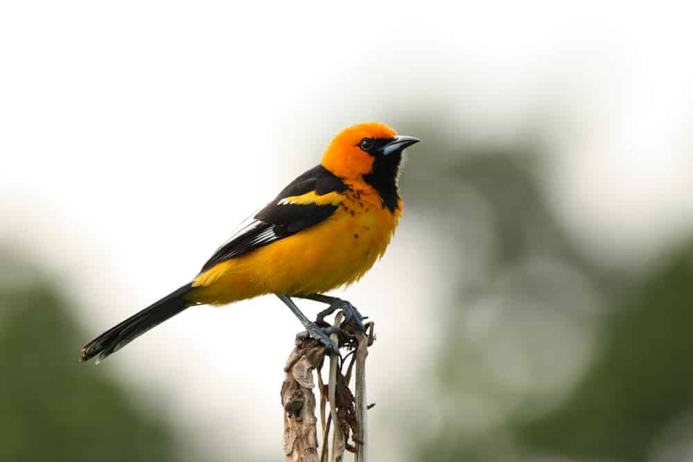 Red Breasted Oriole Bird