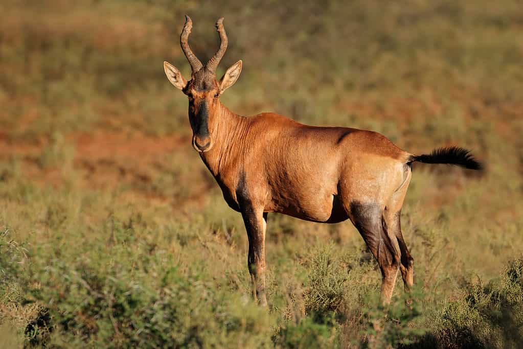 Hartebeest (Alcelaphus buselaphus)