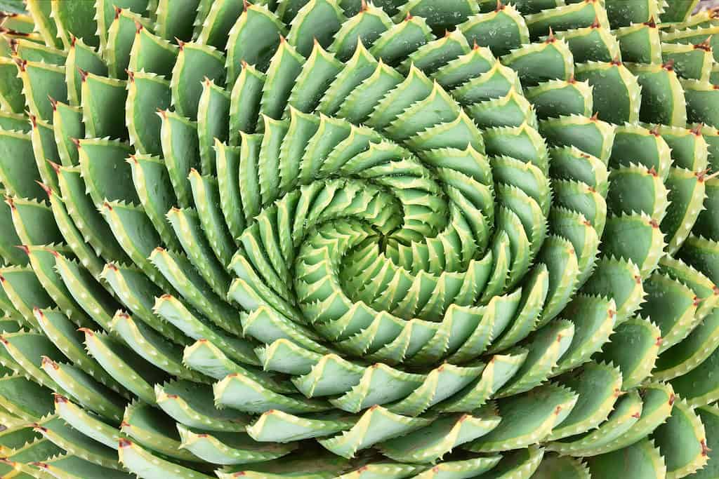 Spiral aloe (Aloe polyphylla)