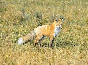 Foxes in Louisiana: Types and Where They Live Picture