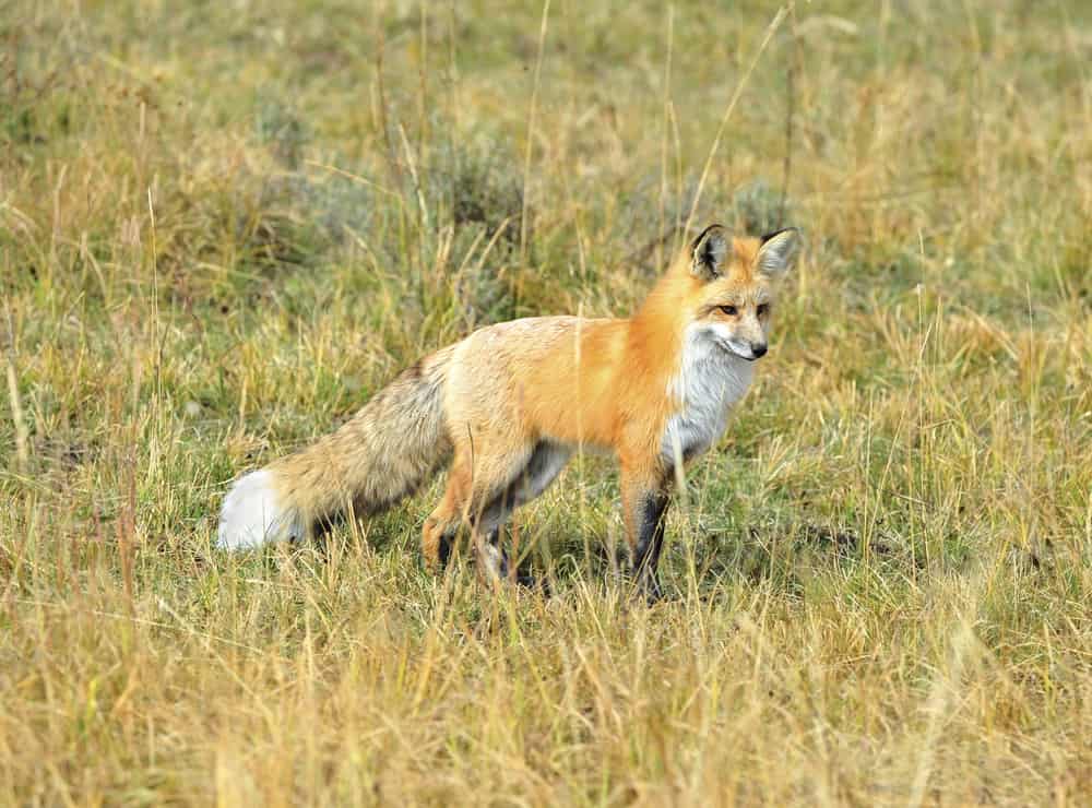 The most common fox is the red fox.