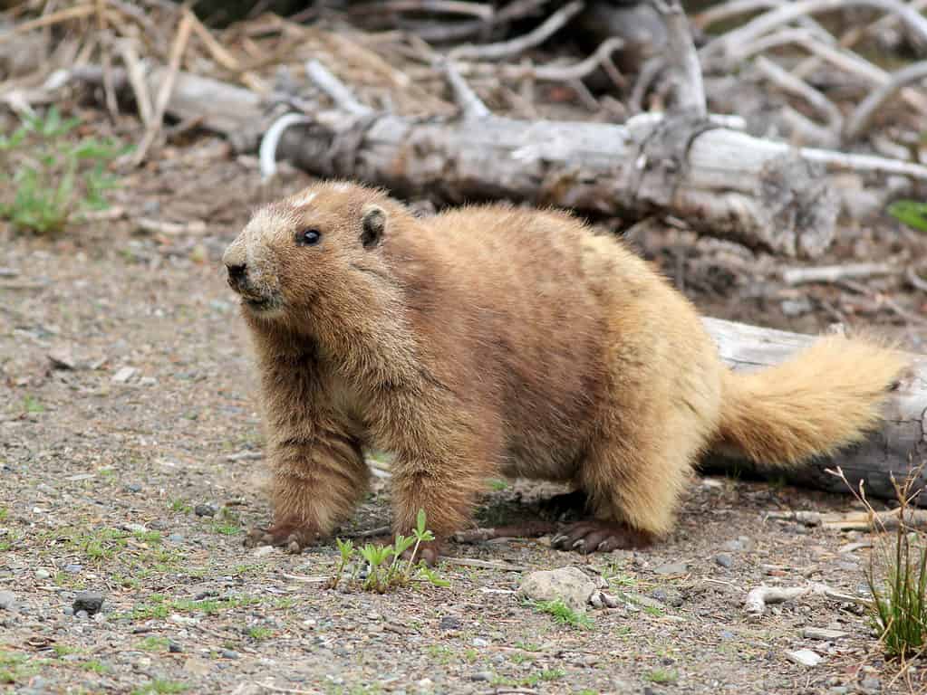 The Olympic marmot (Marmota olympus)