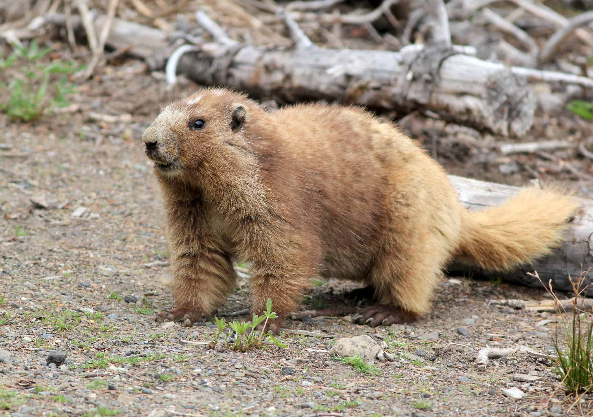 Olympic Marmot Animal Facts Marmota Olympus A Z Animals