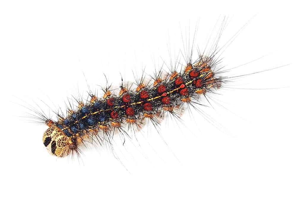 Macro of gypst moth caterpillar against white isolate.