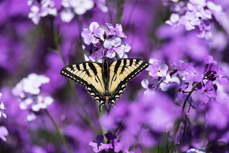 An Easter tiger swallowtail butterfly against a background of purple flowers