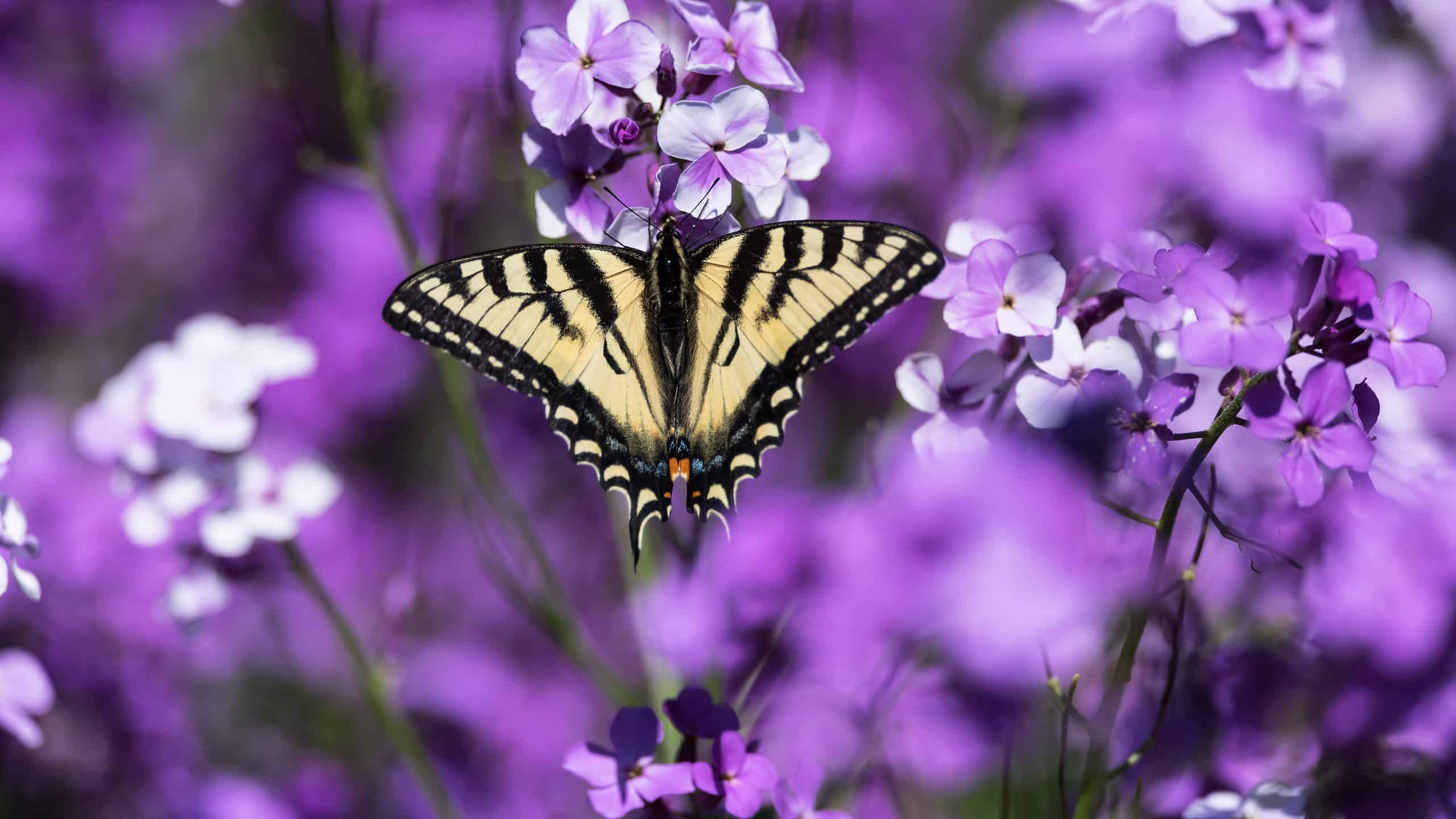 An Easter tiger swallowtail butterfly against a background of purple flowers