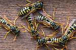 Wasps chew up bits of wood to build their nest.