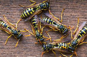 4 Types of Wasps In Michigan Ranked By the Pain of their Sting Picture