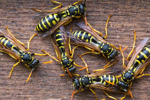 Wasps chew up bits of wood to build their nest.
