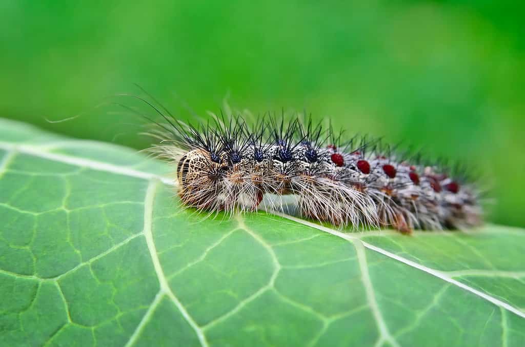A gray and brown spongy moth caterpillar with hair sticking out from every direction. In the photograph the caterpillar appears to be facing the left with two false black eyes visible toward the left part of the frame along the caterpillar’s back are four pairs of black dots sprouting black hairs and then six pairs of red dots sprouting black hairs. The caterpillar skin is mottled from light tan to dark brown. The caterpillar is perched on a green leaf with yellow veins.