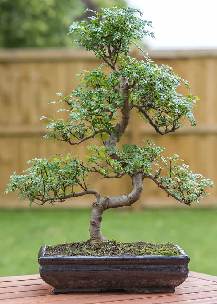 Chinese pepper bonsai outdoors on table