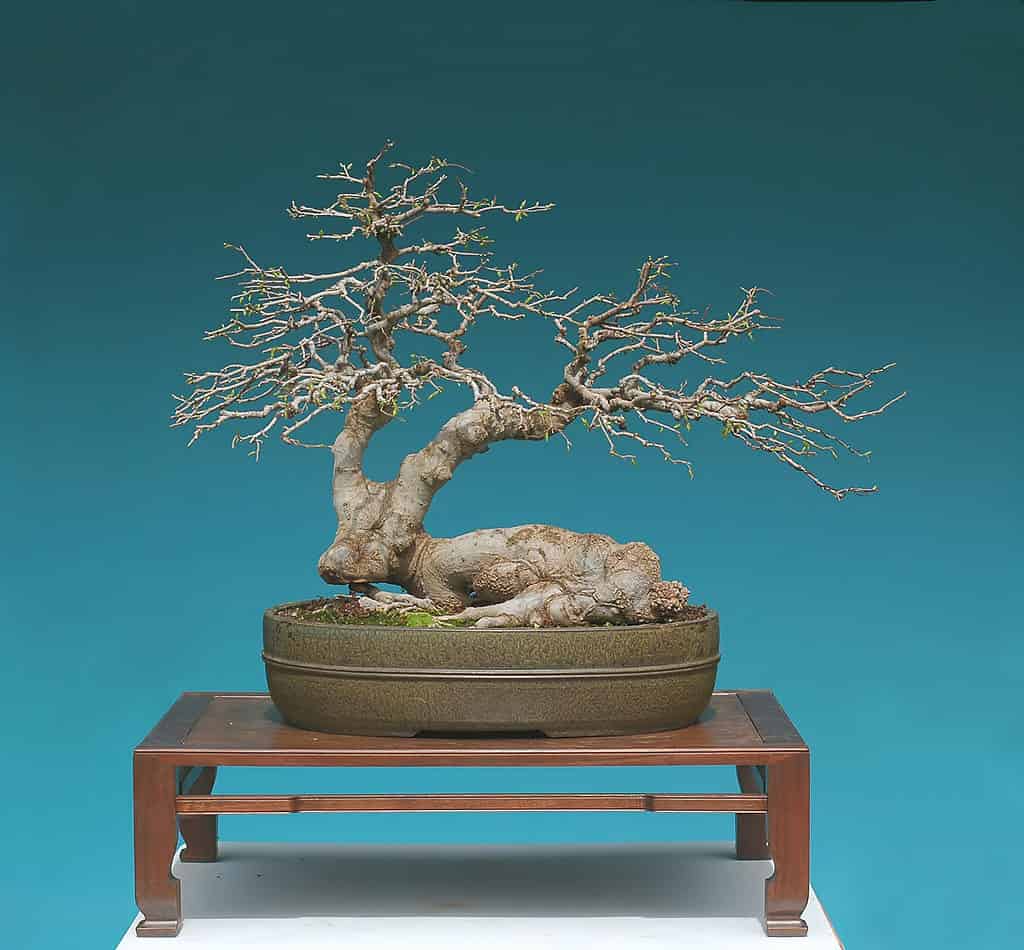 Chinese hackberry bonsai, celtis