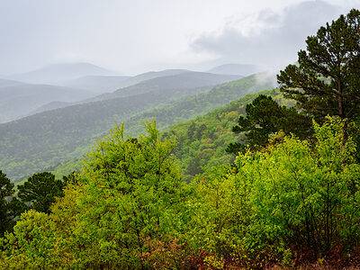 A Discover the Largest Forest in Arkansas (And What Lives Within It)
