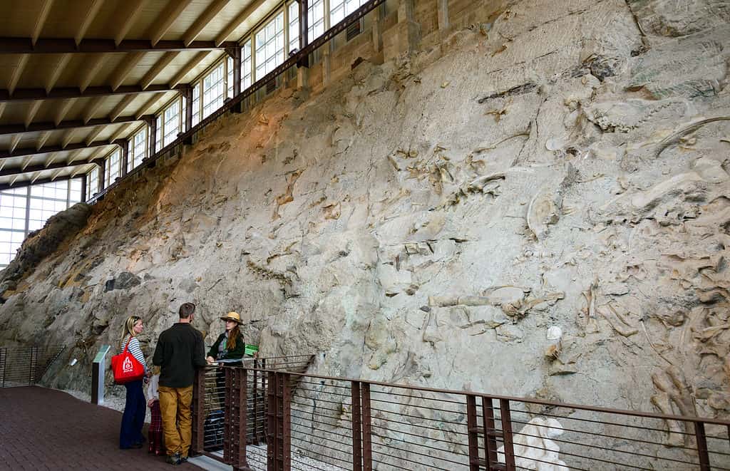 Dinosaur National Monument has a wall with more than 1500 fossils.