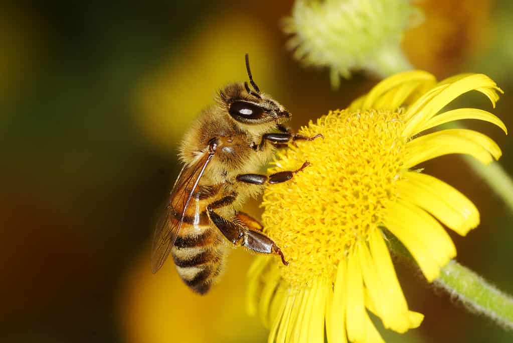 Honeybee on bold yellow flower