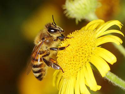A What is a Bee Garden? Your Complete Guide to Pollinator Gardens