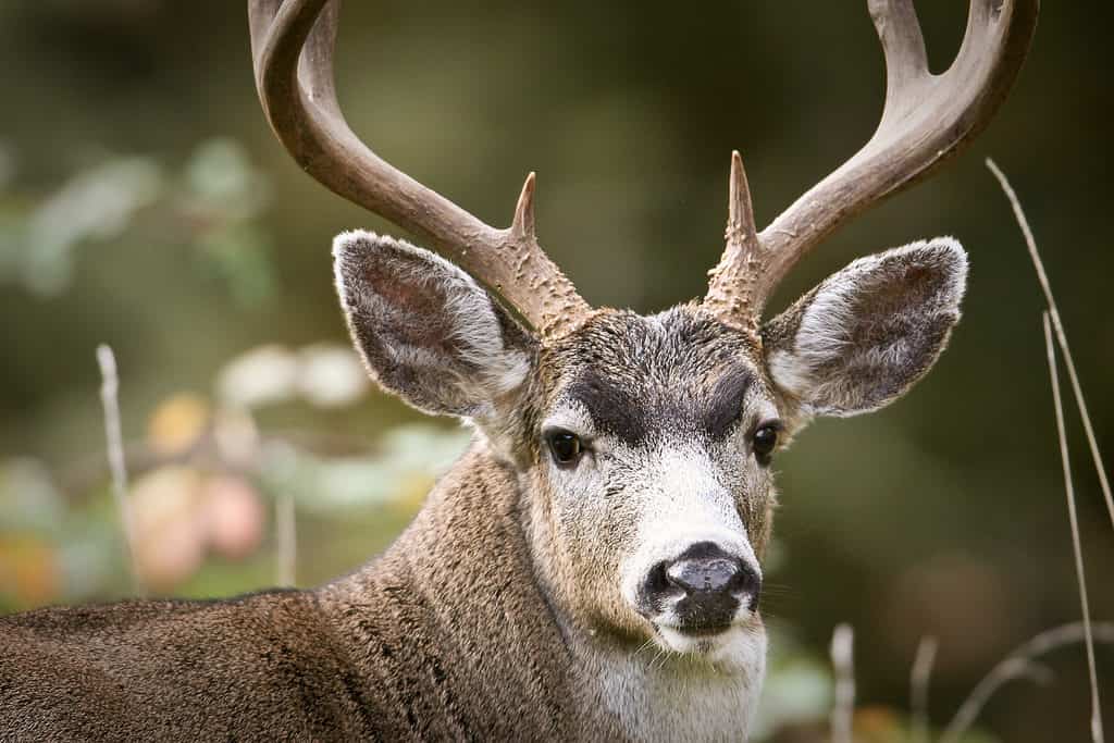 Blacktail deer buck with antlers