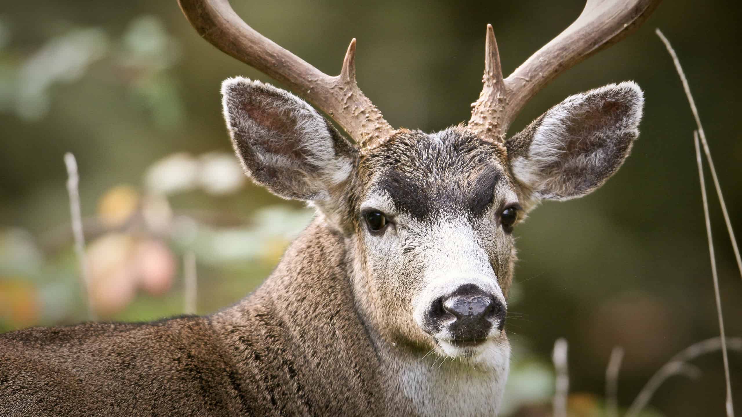 Discover The Largest Blacktail Deer Ever Caught in Alaska - AZ Animals