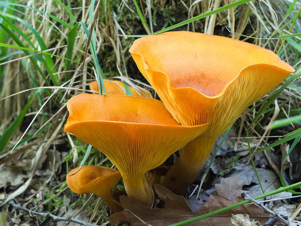 Omphalotus olearius, jack-o-lantern mushroom