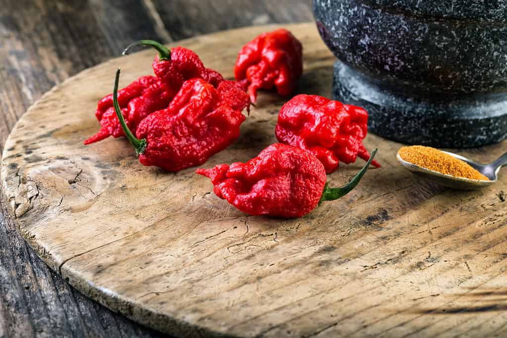 Carolina Reaper Peppers - How Hot is Paqui's One Chip Challenge