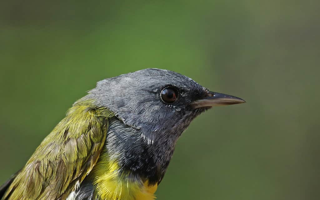 Close up shot of a Mourning Warbler, Geothlypis philadelphia.