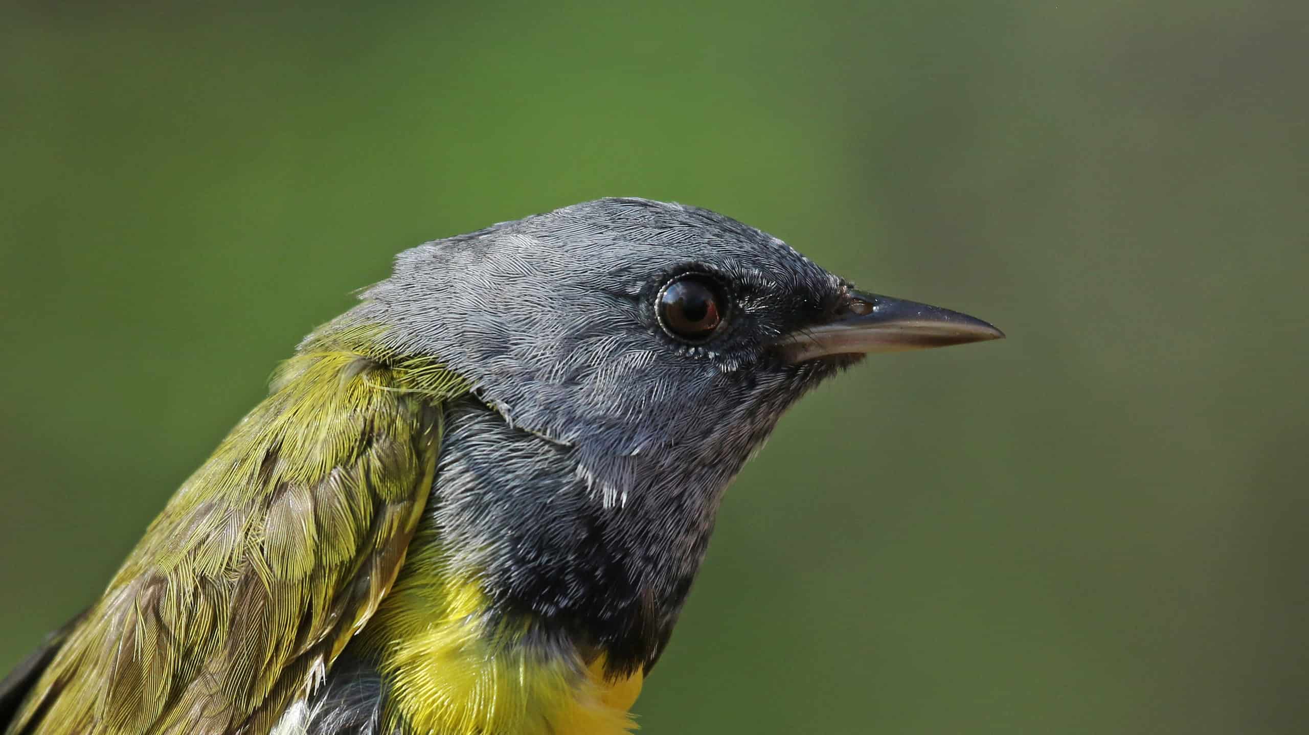 Mourning Warbler Pictures - AZ Animals