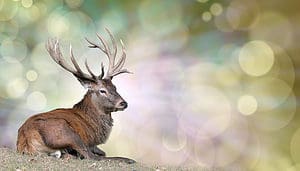 Deer Spirit Animal Symbolism & Meaning Picture