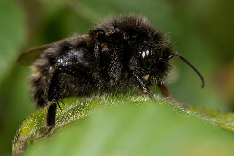 Field cuckoo bee (Bombus campestris). An all black form of this nest parasite bumblebee at rest on a green leaf. Th bee is horizontal in the frame , with its head facing the right. The bee is hairy and almost completely black, with scant yellow markings.