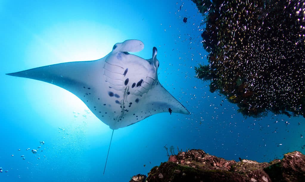 Manta ray