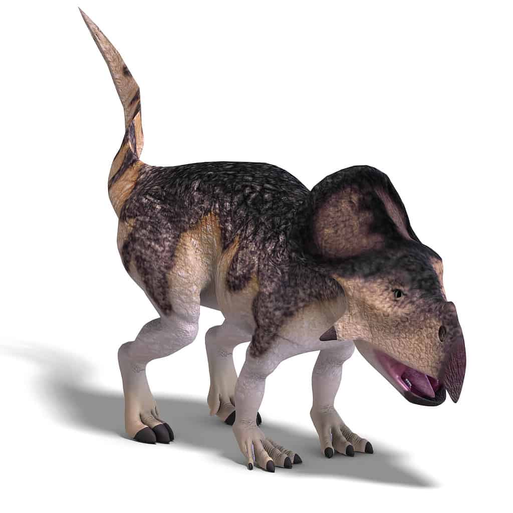 neoceratopsia
