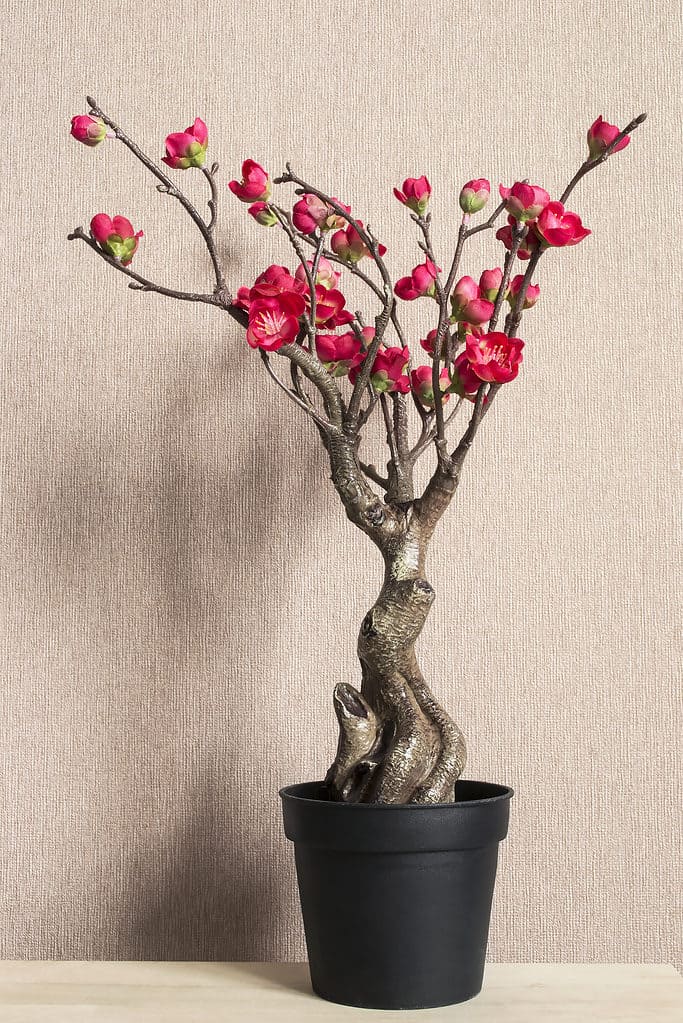Dark pink cherry bonsai