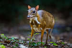 Chevrotains