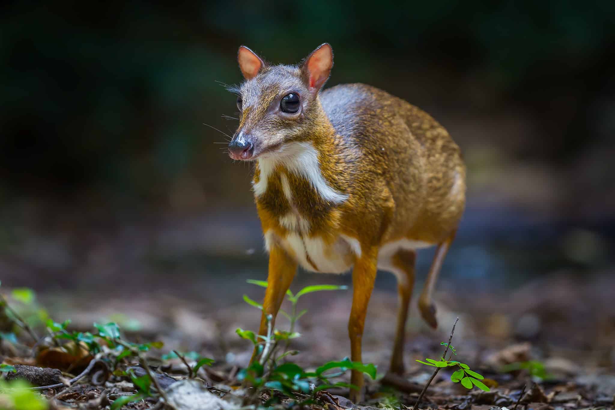 wildlife-in-cameroon-types-of-cameroonian-animals-a-z-animals