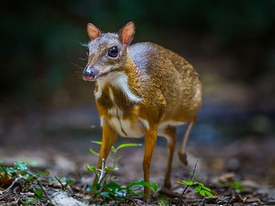 A Mouse-Deer (Chevrotain)
