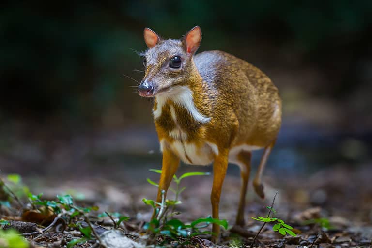 Mouse-Deer (Chevrotain) 4