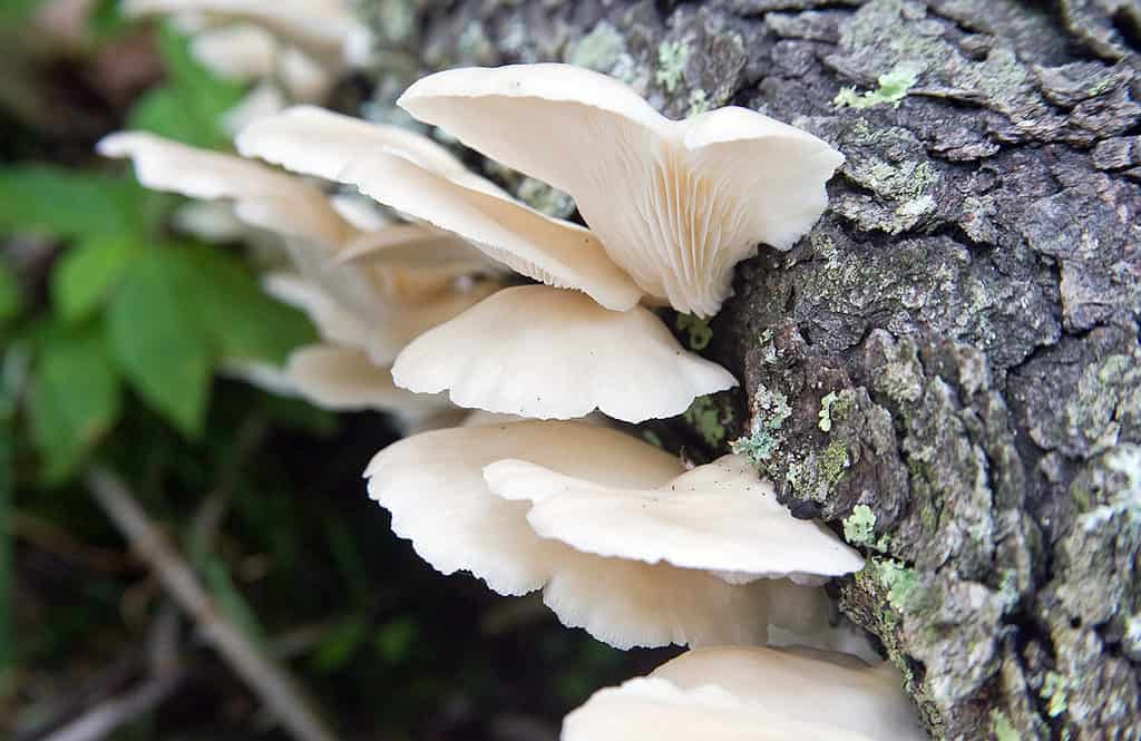 Angel wing mushrooms are white with thin caps