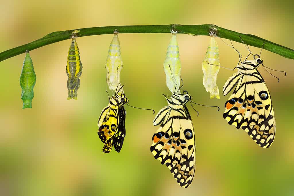 A photographic illustration of a swallowtail butterfly emerging from its chrysalis. On the left side of the frame is an immature chrysalis hanging from a green limb that stretches across the frame. To the right of the immature green chrysalis is a little more mature brown and yellow chrysalis. To the right of that chrysalis is a chrysalis with a butterfly emerging from it. The butterfly is yellow black and orange in it still appears to be a little damp. To its right is a butterfly almost fully emerged from the chrysalis. And to its right is a butterfly that is on the stem and completely out of its chrysalis.