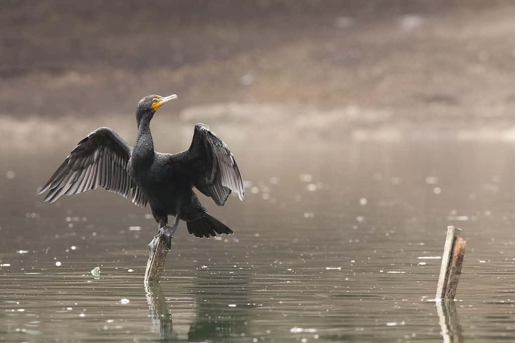 Cormorant neotropic perched on a branch in Denman Estate Park San Antonio