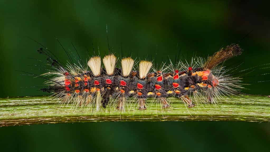 Macro of a vapourer moth caterpillar. The caterpillar is primarily dark brown covered in red orange and yellow spots from which hairs protrude. From the midsection of its back on four distinct, separate tufts of hair are visible. These tufts are cream to light yellow in color. The caterpillar also has distinct feathery antennae. It is on a green stem, horizontal across the frame with its face facing right.
