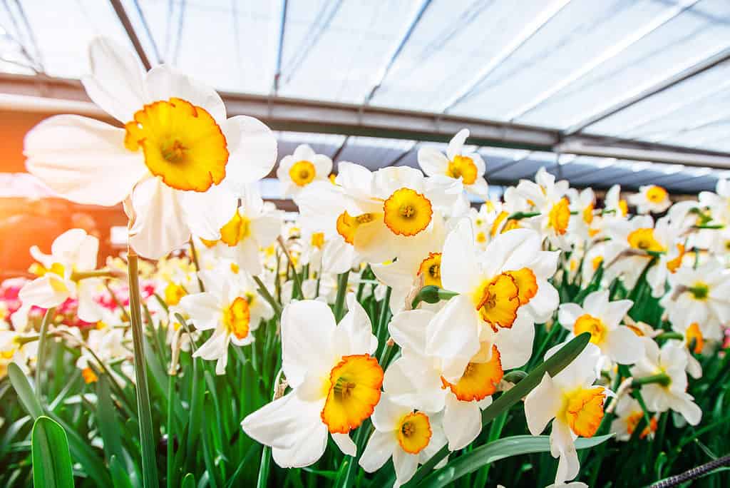 'Flower Record' Large-Cupped Daffodil