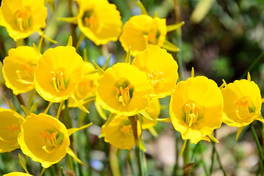 Yellow Bulbocodium Daffodils