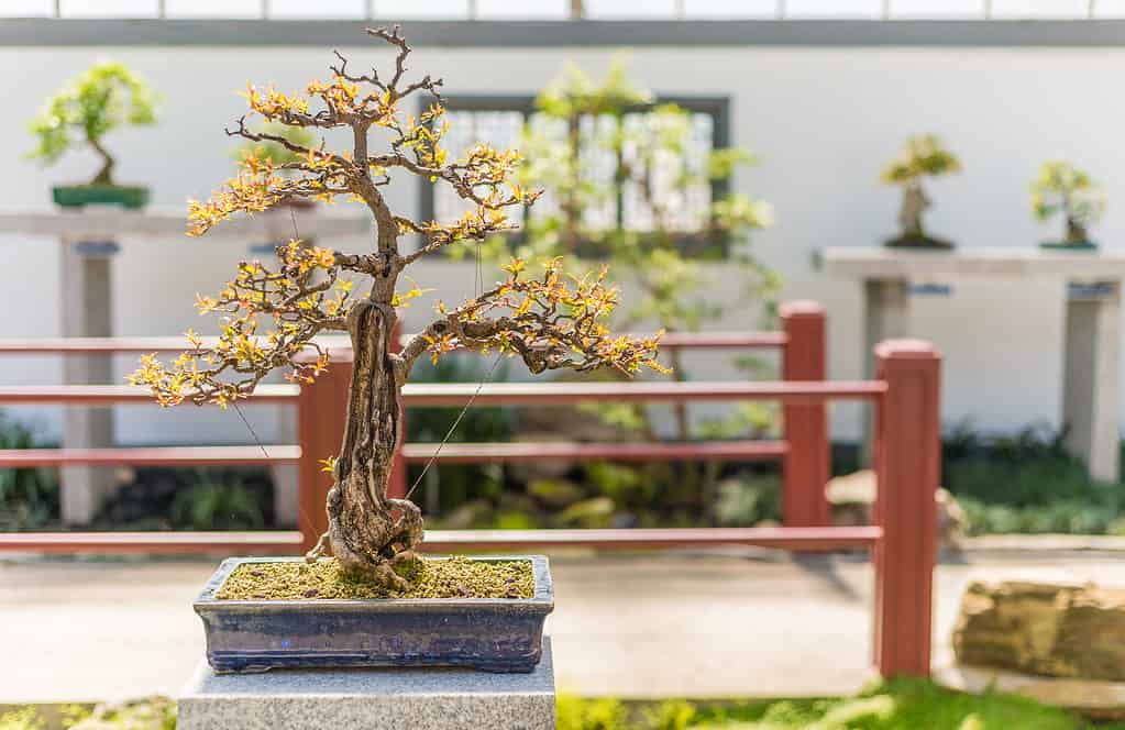 75-year-old dwarf pomegranate bonsai